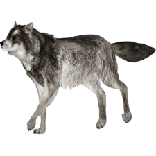 Wolf PNG-23181